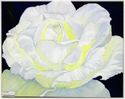 Rose white - yellow
